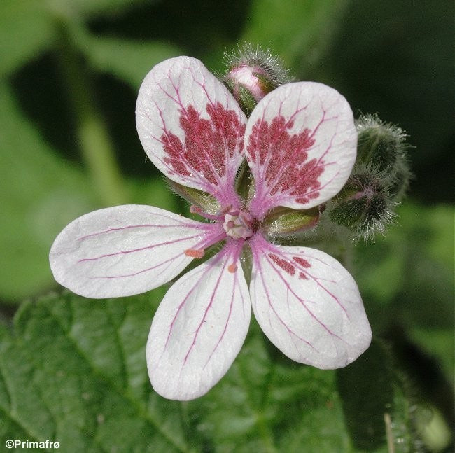 Erodium pelargoniiflorum, Hejrenæb