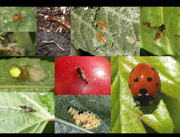 Nyttedyr - Naturens egen skadedyrsbekæmpelse