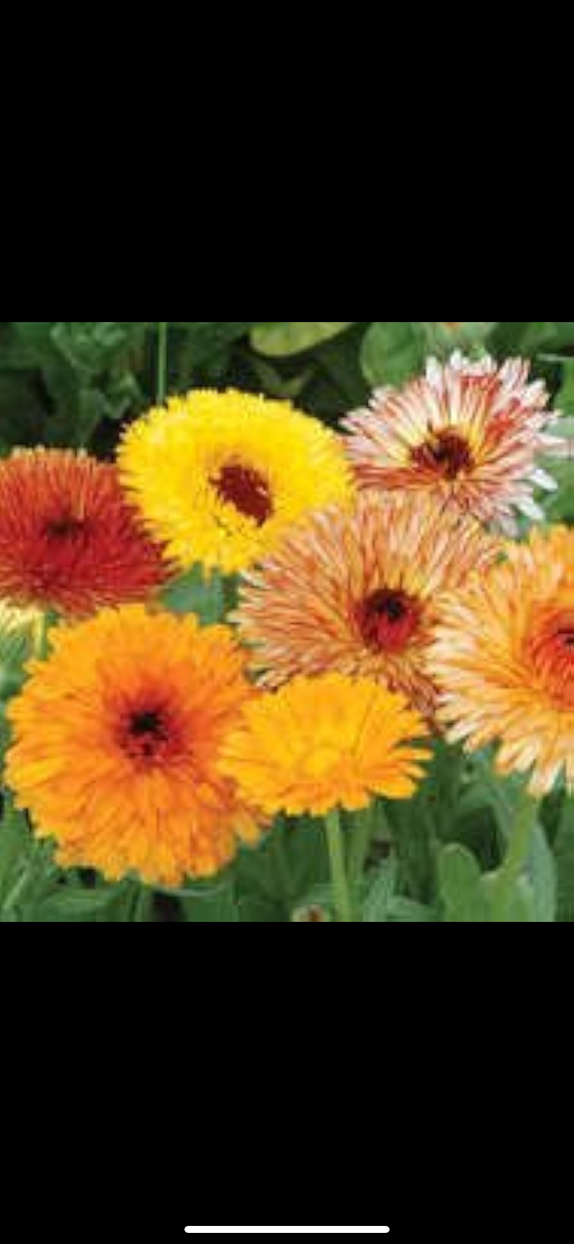 Morgenfrue - Citrus Mixture