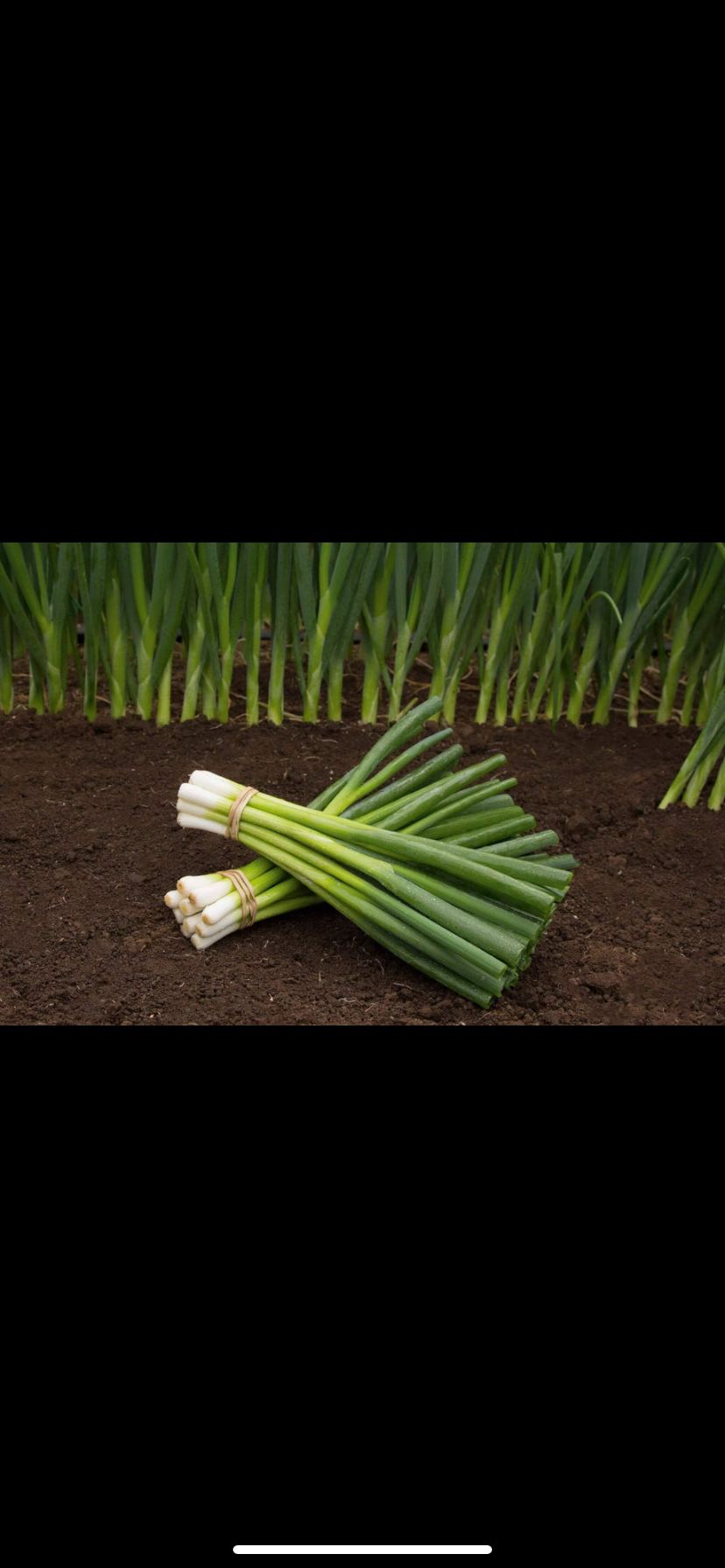 Forårsløg - "Strada"