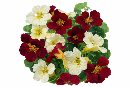 Blomsterkarse 'Night & Day'