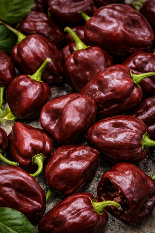 Chilipeber 'Habanero chocolate'