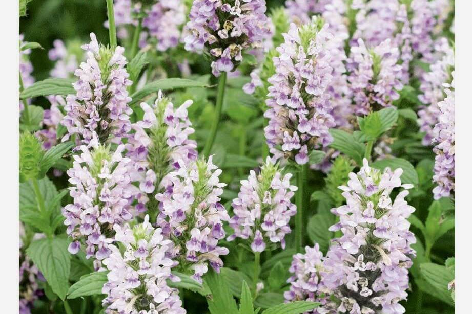 Katteurt - Pink Panther