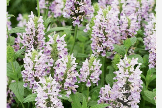 Katteurt - Pink Panther