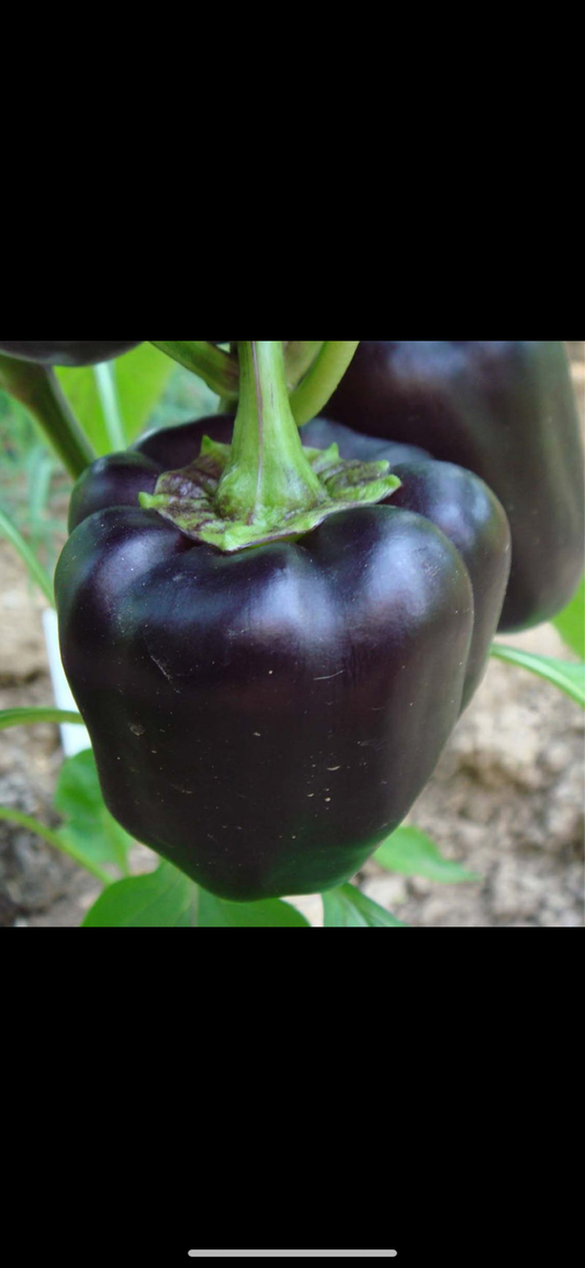 Peberfrugt - Andromeda H