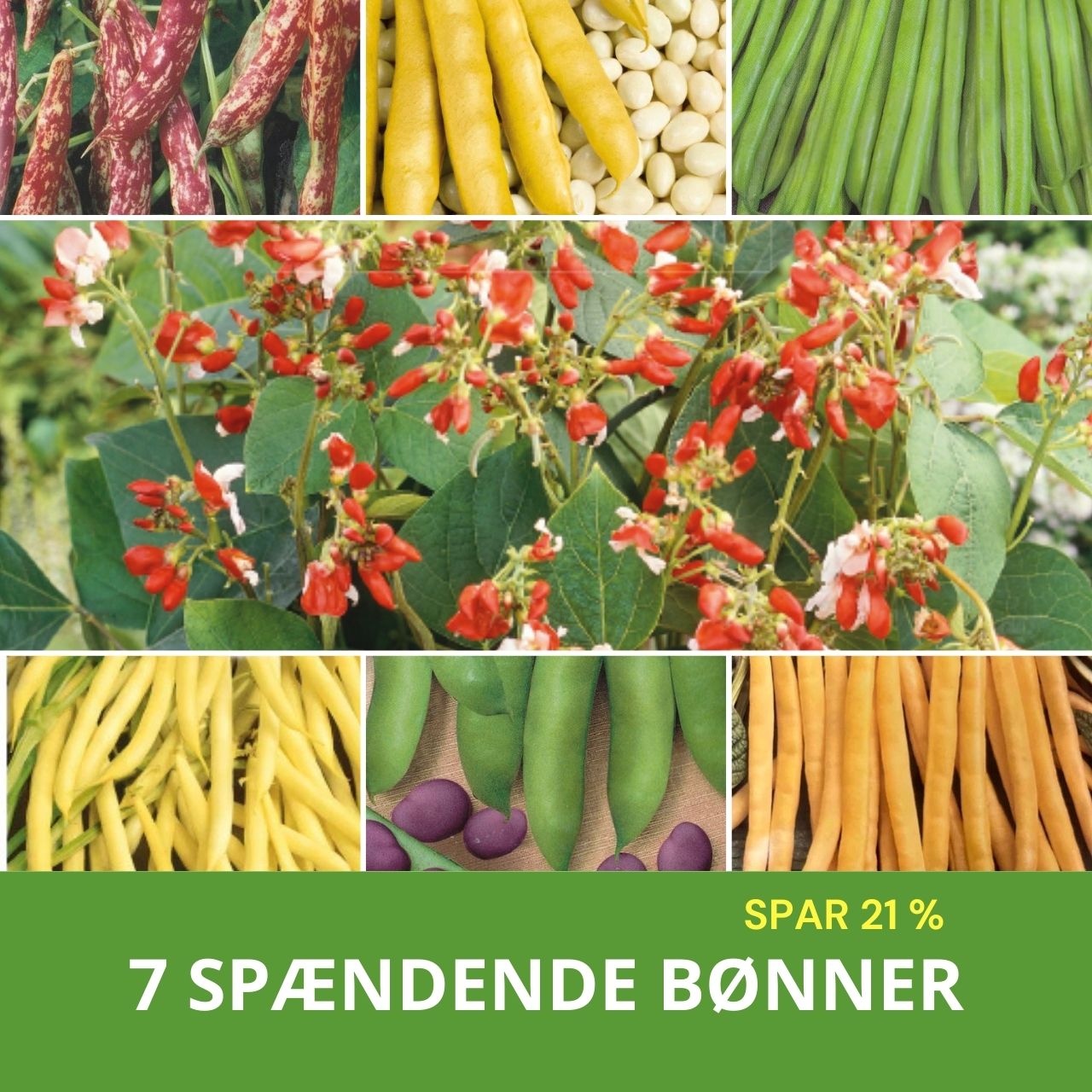 7 SPÆNDENDE BØNNER