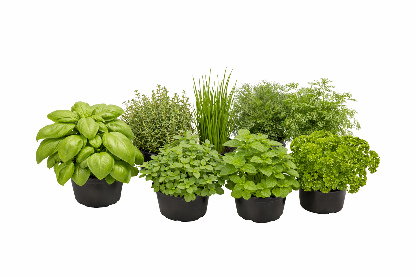 Altankasse med krydderurter