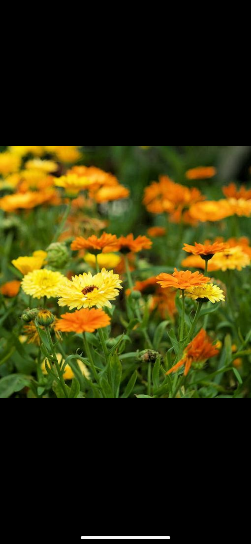 Morgenfrue - Citrus Mixture