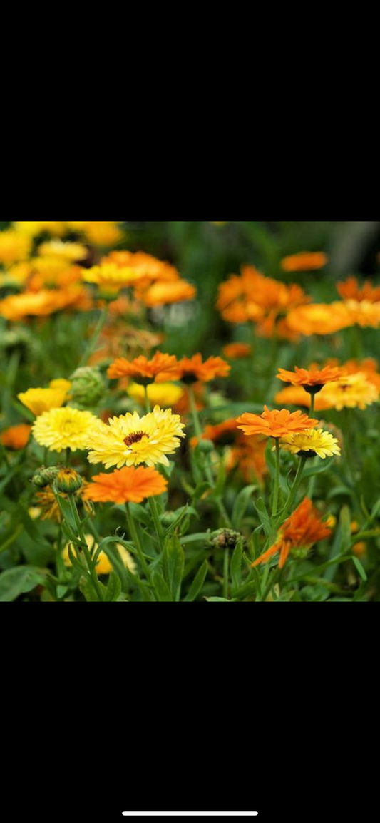 Morgenfrue - Citrus Mixture