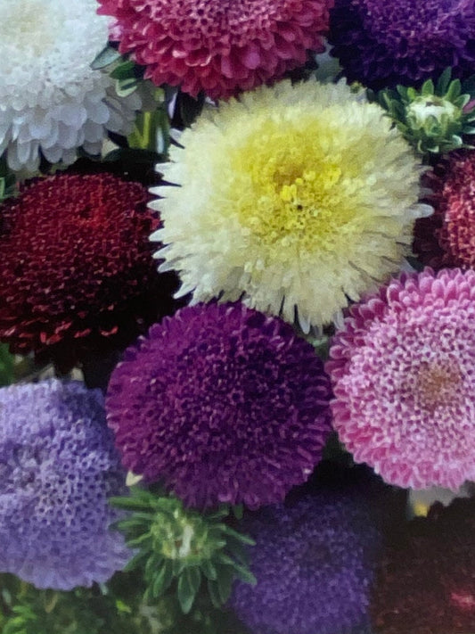 Asters, sommer "Pompom"