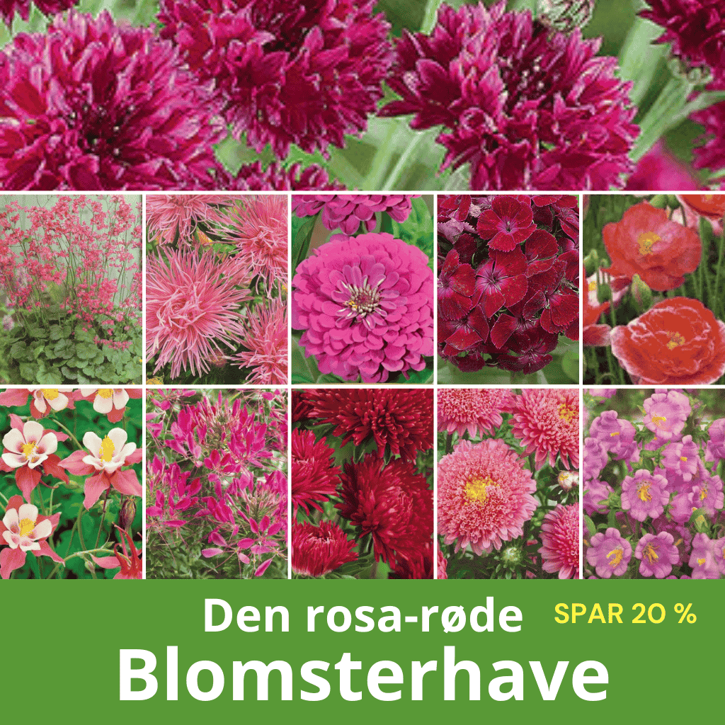 Den rosa-røde blomsterhave