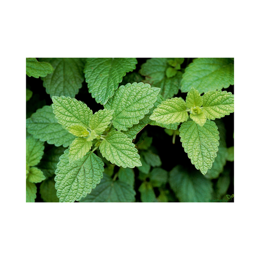 Økologisk Lemon Balm