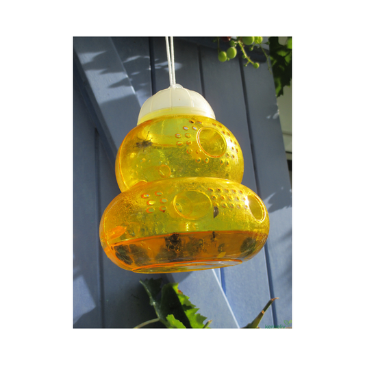 Hvepse fælde Trap-It