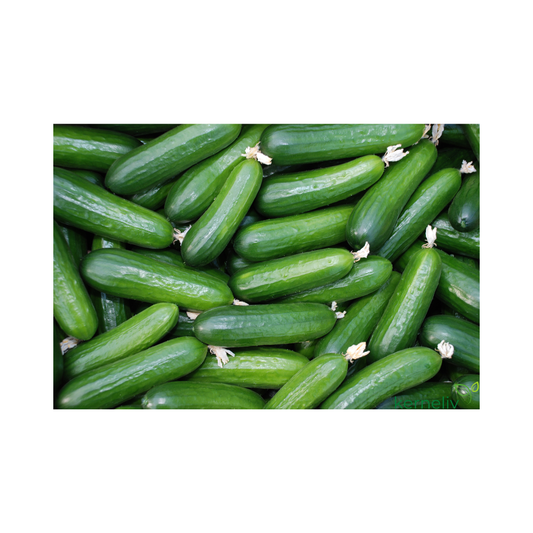 Agurk Kaikura H - økologisk