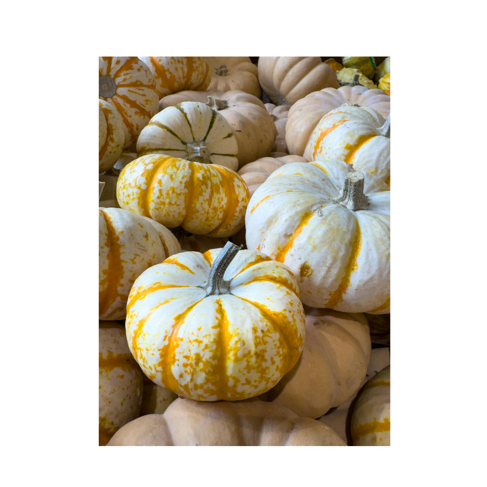 Pyntegræskar 'Disco'