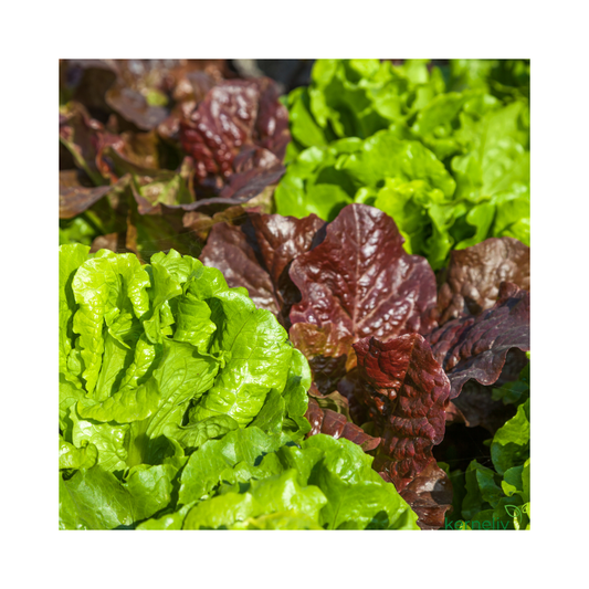 Pluksalat - Baby Leaf