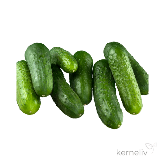 Agurk 'WISCONSIN', økologisk