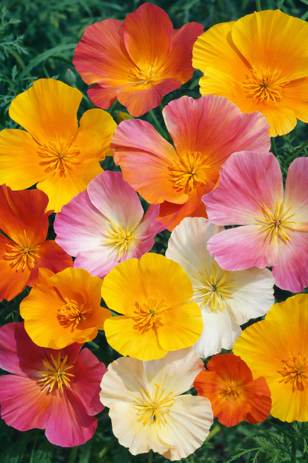 Californisk guldvalmue