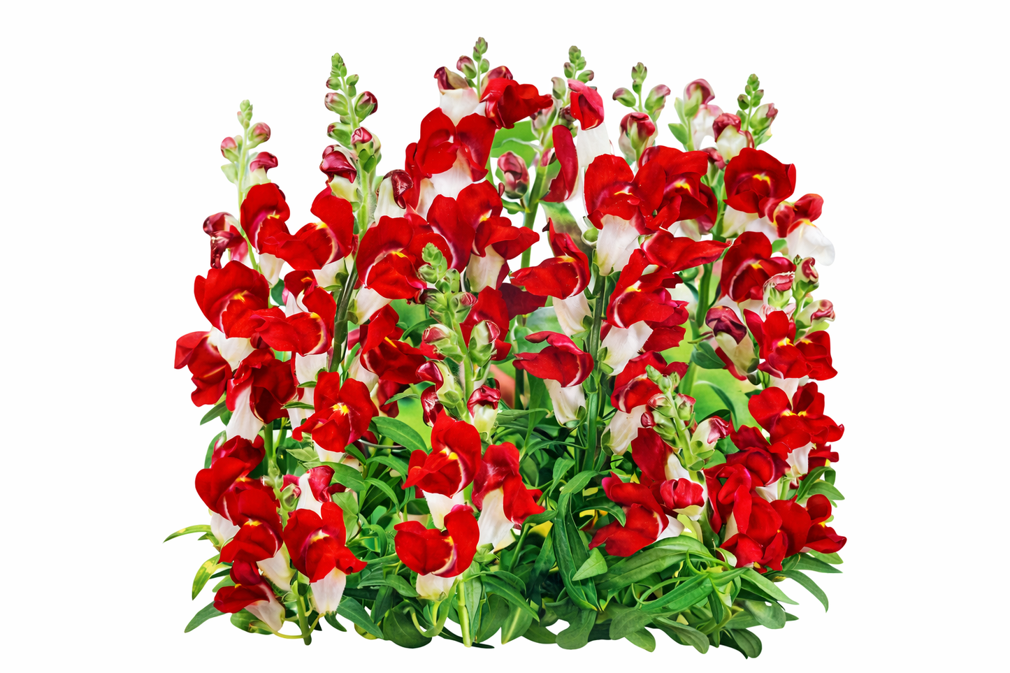 Løvmund - Day & Night