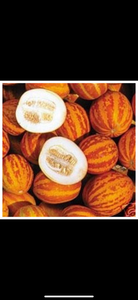 Duftmelon - Queen Anne´s Pocket