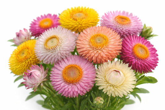 Evighedsblomst - Pastel Harmony