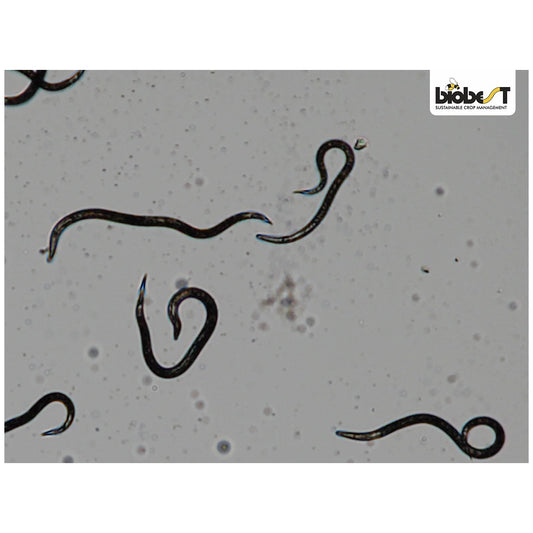 Nematoder mod stankelbenslarver 250 mio 300-500 kvm.