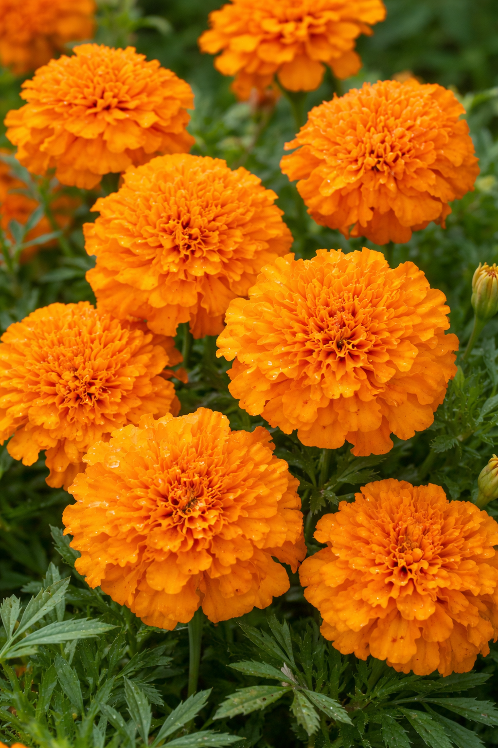 Fløjlsblomst - Tangerine