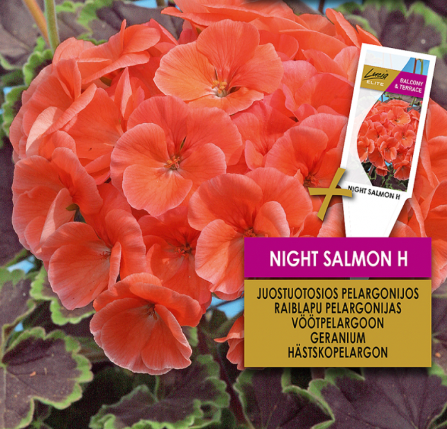 Pelargonium zonale 'GERANIUM NIGHT SALMON H', Rundbladet pelargonie