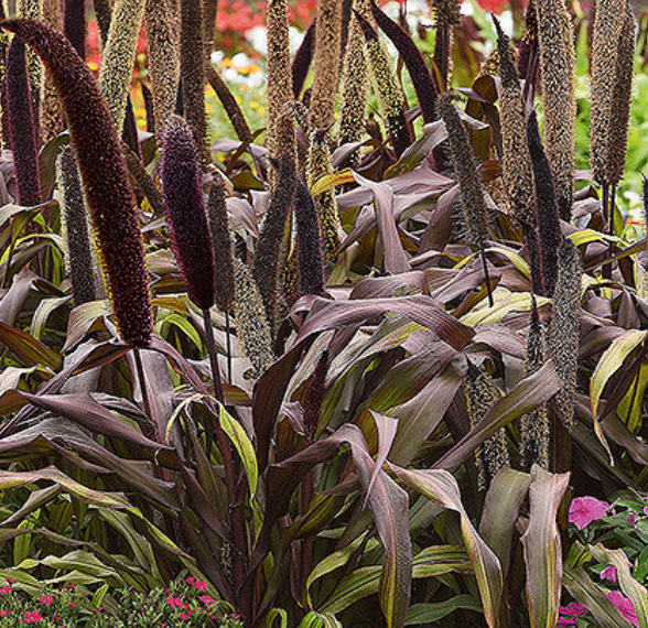 Pennisetum glaucum 'ORNAMENTAL MILLET COPPER PRINCE', Perlehirse ...