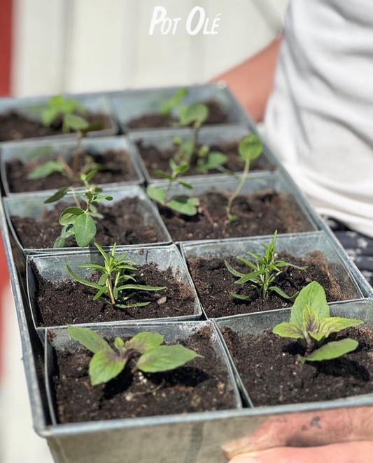 spirebakke i zink med 10 potter