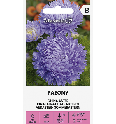 Sommeraster, Kinaaster 'PAEONY LIGHT BLUE'