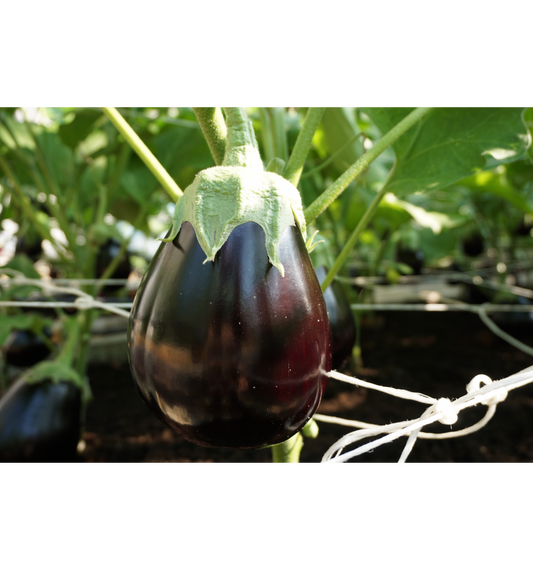 Aubergine Agata