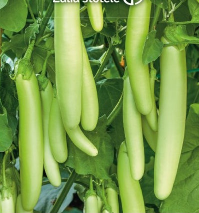 Aubergine - Green Knight