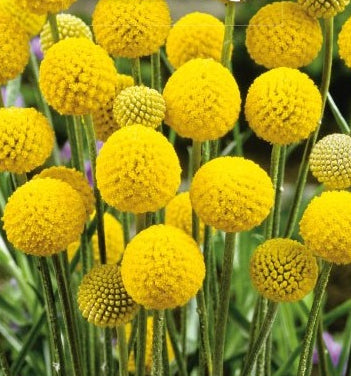 Billy Buttons `Craspedia`