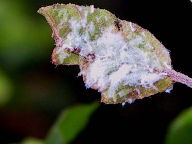 Anthocoris næbtæge mod bøgebladlus, 200 stk (gratis fragt)