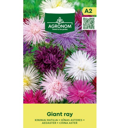 Sommerasters 'GIANT RAY MIX'