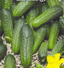 Drueagurk - Elisabet