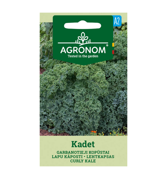 Grønkål 'Kadet'