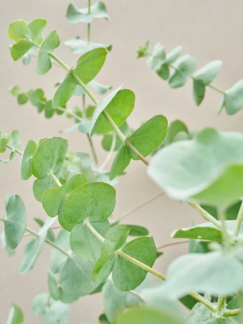 Eucalyptus "Silver Dollar Tree"