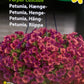 Hænge petunia
