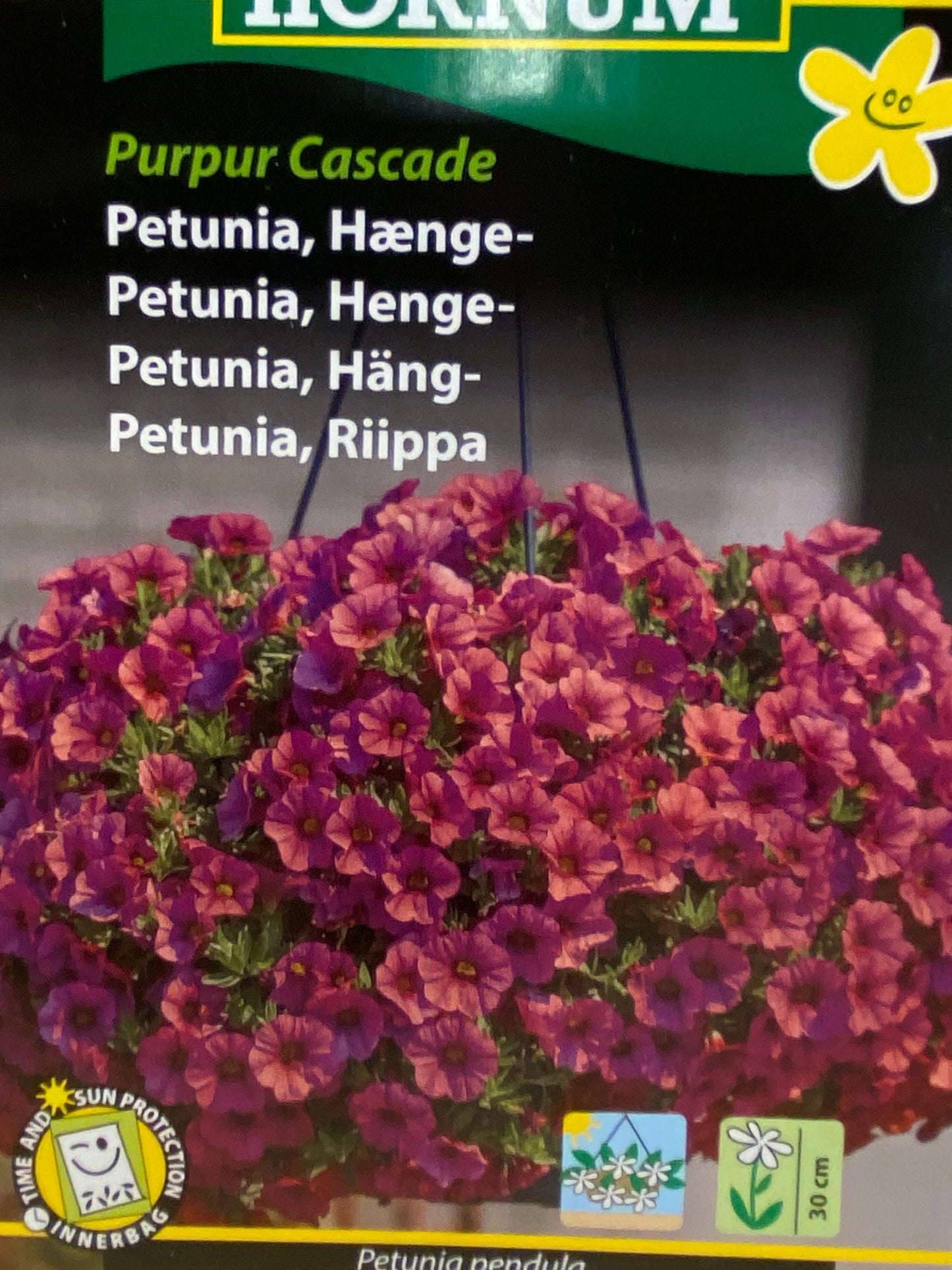 Hænge petunia