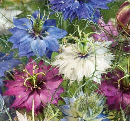 Jomfru i det grønne, Nigella Damascena