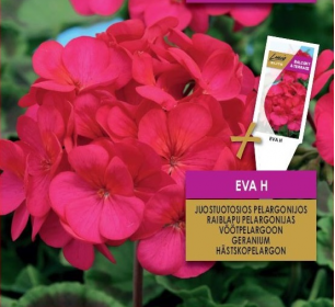 Pelargonium zonale 'Eva H'
