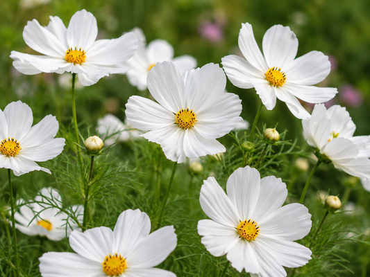 Sensation White - Cosmos