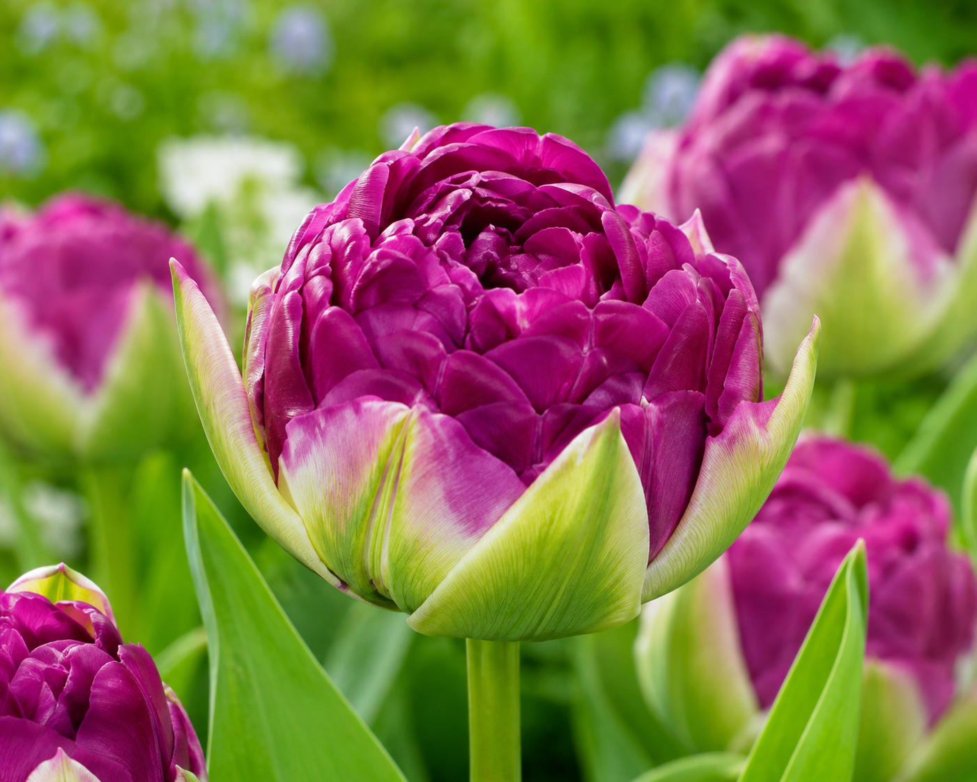 Tulipan - Negrita Double