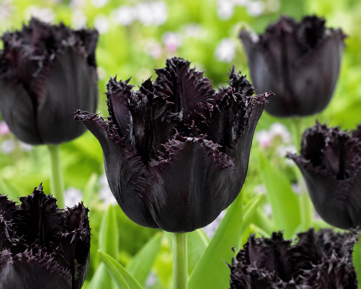Tulipan - Fringed Black