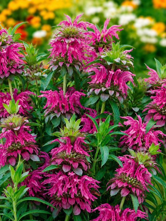 Indianernælde ´Purple´
