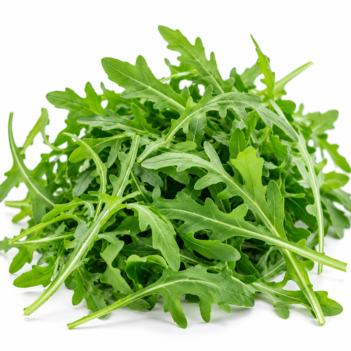 Økologisk Rucola