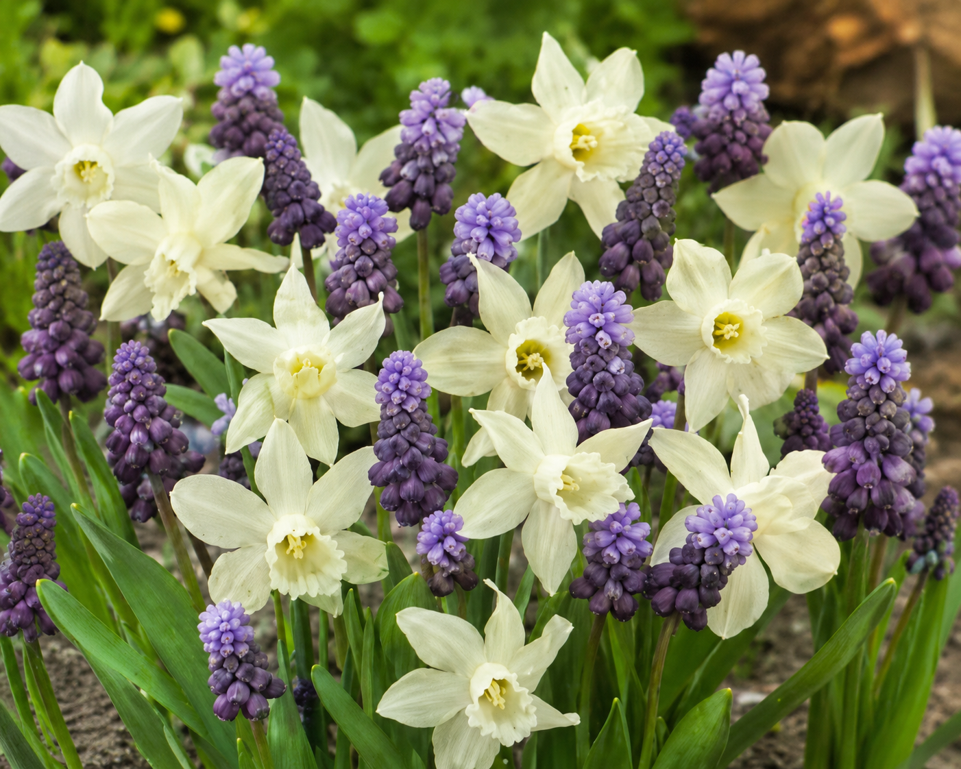 20 stk. Gallant - Narcissus & Muscari