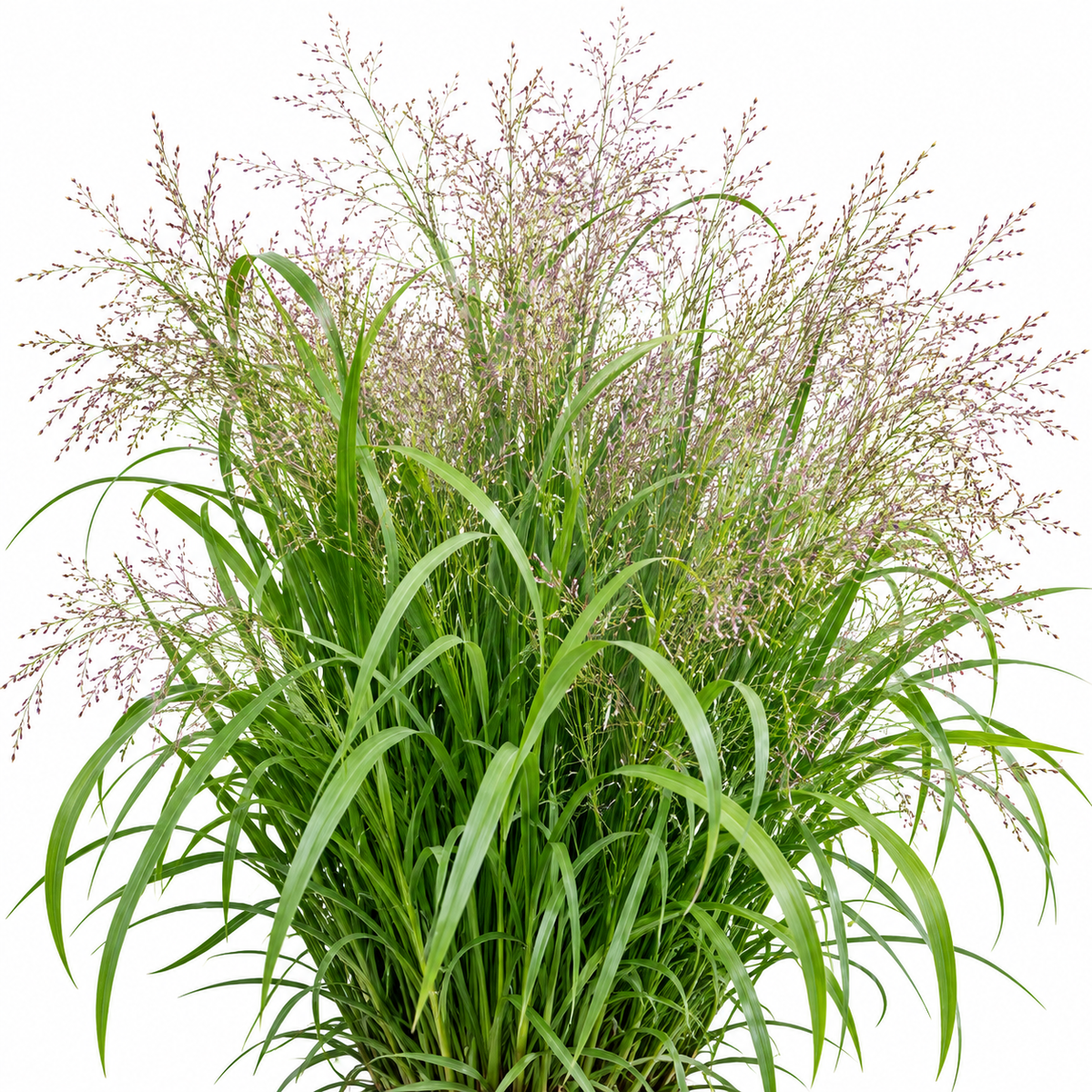 Kærlighedsgræs `Elegant Lovegrass`